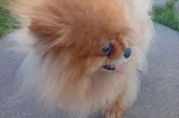 Найдена собака, Ульяновск, фото: Собака найдена: ул. Невского, 2б, Ульяновск