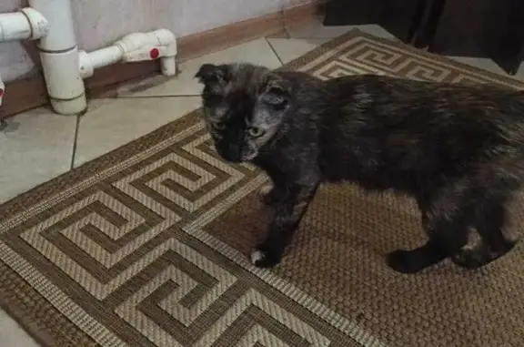 Кошка найдена: Майкопский пер., 11, Ростов-на-Дону