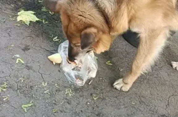 Найдена собака, Пенза, фото: Овчарка найдена: ул. Глазунова, 1, Пенза