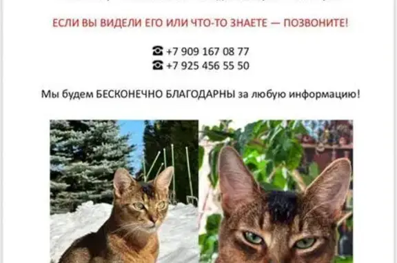 Пропала кошка, Терехово Кп, МО