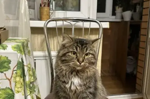 Кошки потеряшки, Власиха, фото: Потеряшка кошка, Власиха, ул. Южная, 5
