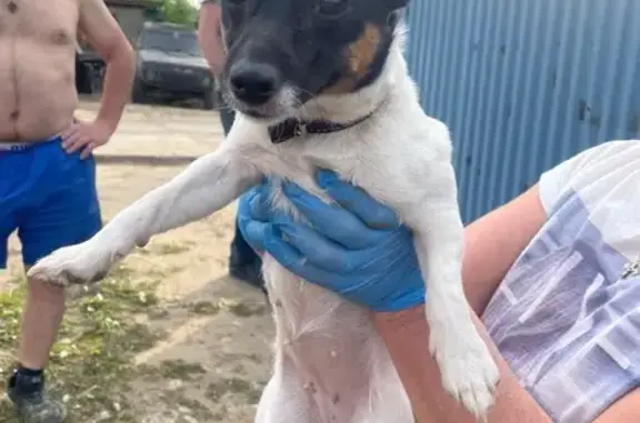 Собака найдена: ул. Дзержинского 76, Струнино