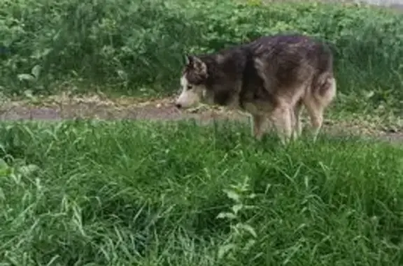 Найдена собака, ул. Московская 45/1
