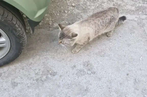 Найдена кошка, Саратов, фото: Найдена кошка, ул. Тархова, 29, Саратов