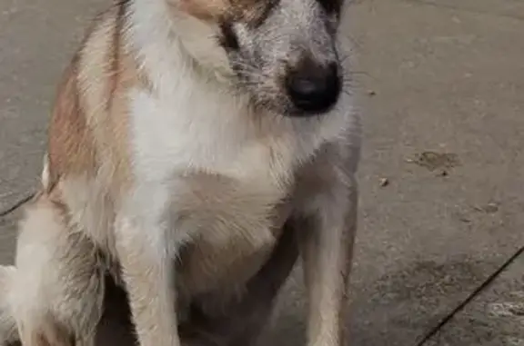 Потерян пёс у Магнита, пр. Дружбы, 48А