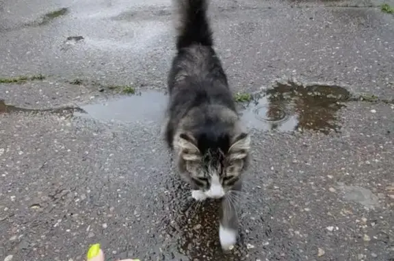 Найдена кошка, Зеленогорск (Красноярский край), фото: Кошка найдена: ул. Первостроителей, 2