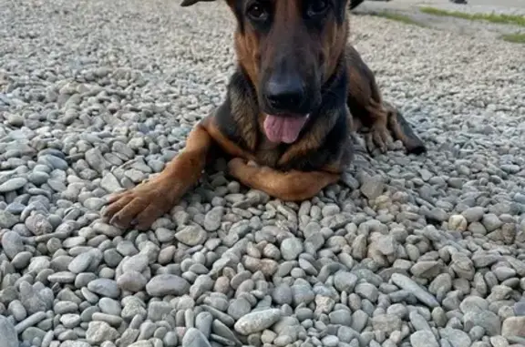 Собака найдена: ул. Российская, 315, Краснодар