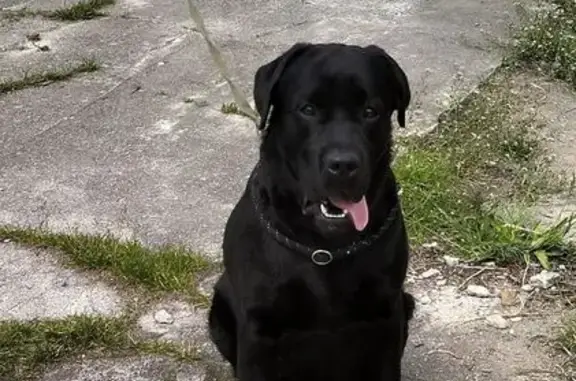 Объявления о пропавших и найденных животных, Калининград, фото: Лабрадор найден на ул. Баранова, 3, Калининград