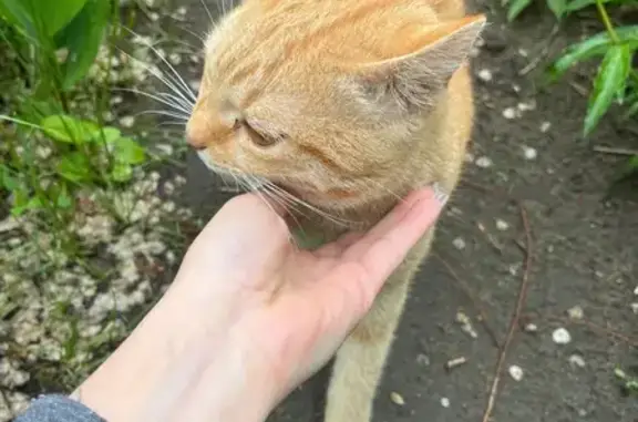Найдена кошка, Бийск, фото: Кошка найдена, ул. Вали Максимовой, 11