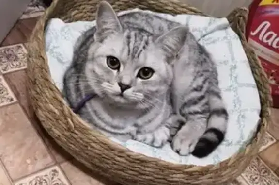 Кошки потеряшки, Слюдянка, фото: Потеряшка кошка, ул. Ленина 116, Слюдянка