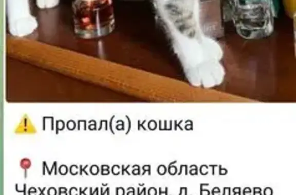Пропала кошка, д. Беляево, МО