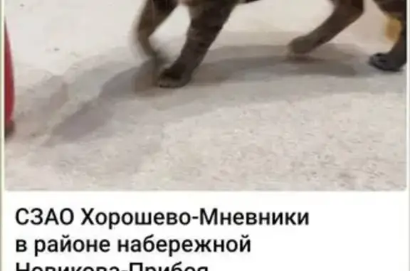 Кошки потеряшки, Москва, фото: Потеряшка кошка на Новикова-Прибоя, 10А