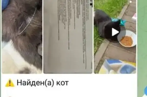Черный кот найден: Раменское ш., 51, Кратово