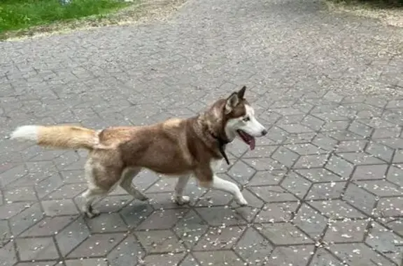 Рыжая хаски найдена: ул. 22 Апреля, 50, Омск