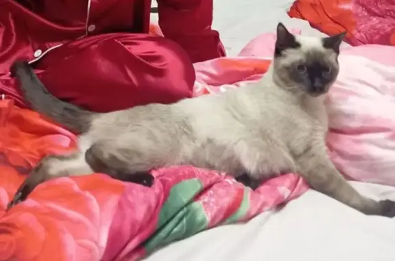 Кошки потеряшки, Каменск-Уральский, фото: Потеряшка сиамская кошка, пр. Победы, 95