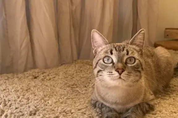 Пропала кошка, Хрустальный, СНТ «Солнечный»