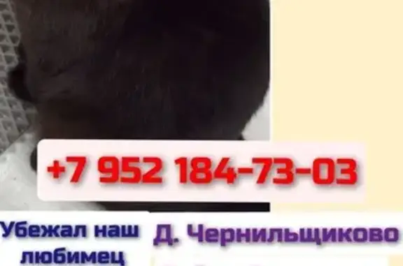 Пропала кошка, Чернильщиково, Томск