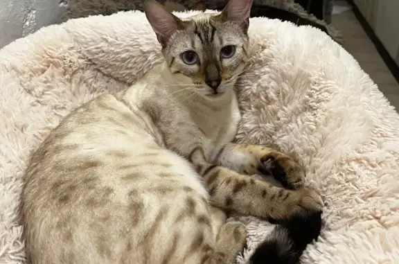 Пропала кошка Афина, Ново-Советская 102