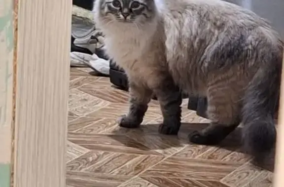 Пропала кошка, ул. Победы, 7, Заречный