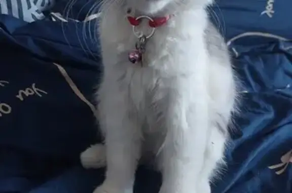 Кошки потеряшки, Васкелово, фото: Потеряшка кошка, ул. Коробицина 1, Васкелово