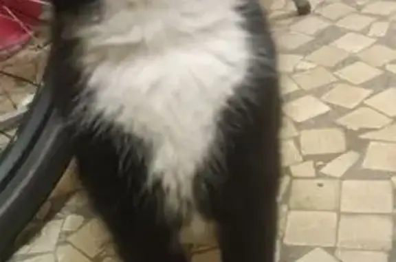 Черная кошка найдена на Блюхера, 51