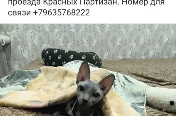 Пропала кошка, Красных Партизан 15, Рубцовск