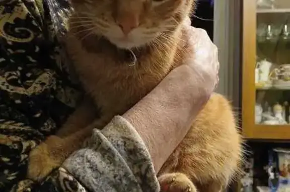 Найдена кошка, Санкт-Петербург, фото: Кот найден: пр. Тореза, 38 к.1, СПб