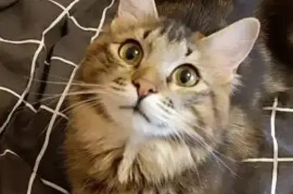 Объявления о пропавших и найденных животных, Большой Камень, фото: Пропала кошка, ул. Гагарина 23, Б. Камень