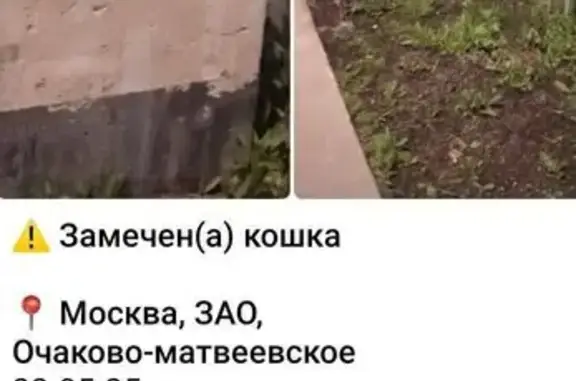 Кошка найдена: Стройкомбината, 1с30, Москва
