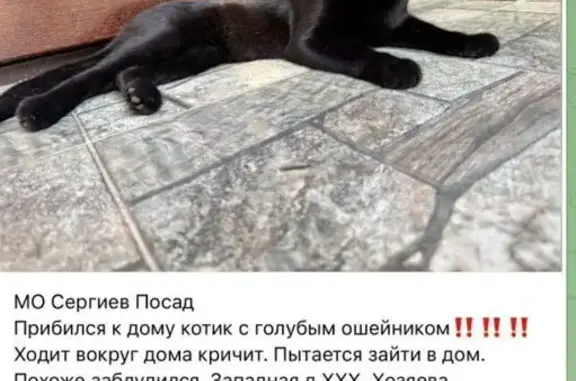 Найдена кошка, Сергиев Посад, фото: Кошка найдена: Западная ул, 6а, Сергиев Посад