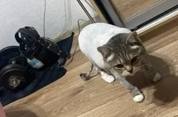 Кошки потеряшки, Москва, фото: Потеряшка кошка, Саянская ул., д. 3к1