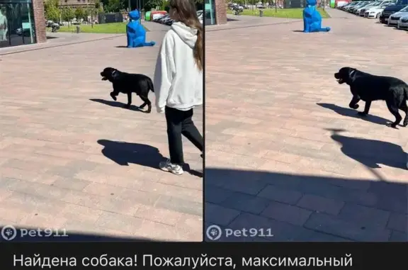 Найдена собака, ул. Проф. Баранова, 1