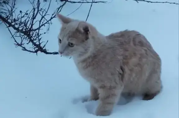 Кошки потеряшки, Зеленодольск, фото: Потеряшка рыжая кошка, Сайдашева 11