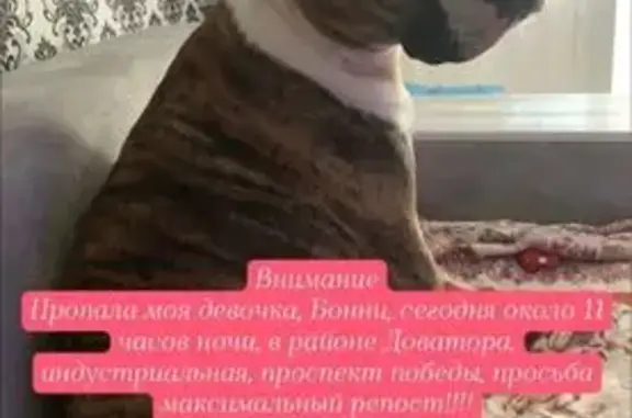 Собаки потеряшки, Липецк, фото: Потеряшка собака, ул. Доватора 19, Липецк