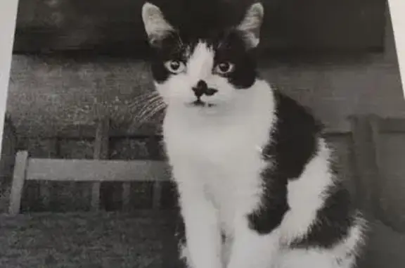 Кошки потеряшки, Краснодар, фото: Потеряшка кошка, Ломоносова 4к3, Краснодар