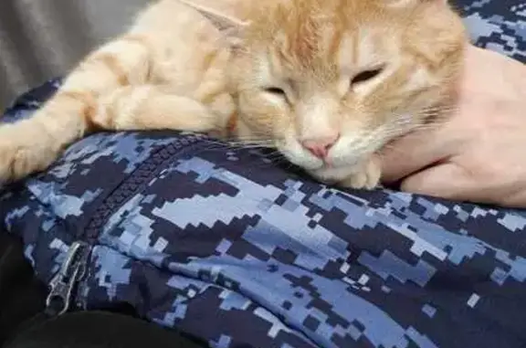 Потерянные животные Оренбург, фото: Пропала кошка, Туркестанская 70, Оренбург