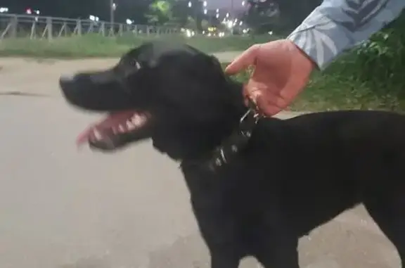 Найдена собака, Владимир, фото: Собака найдена: ул. Комиссарова, 39, Владимир