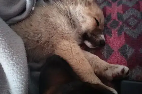 Собаки потеряшки, Гродно, фото: Потеряшка собака, ул. Малаховичская, 71