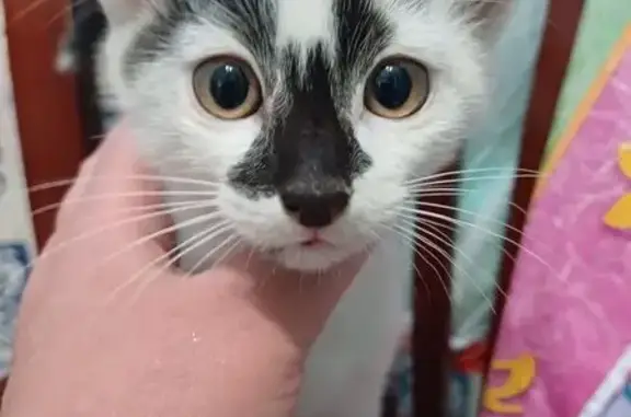 Кошка найдена: Киевская 145, Калининград