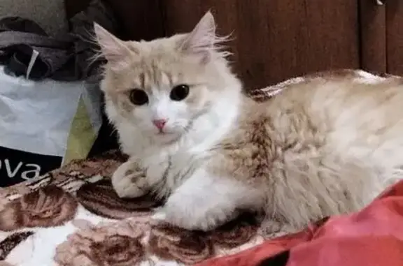 Пропала кошка, ул. Сумская, 551, Белгород