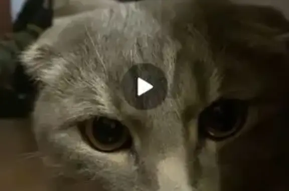 Кошки потеряшки, Уфа, фото: Потеряшка кошка Рокки, Уфа, ул. Перовской, 44