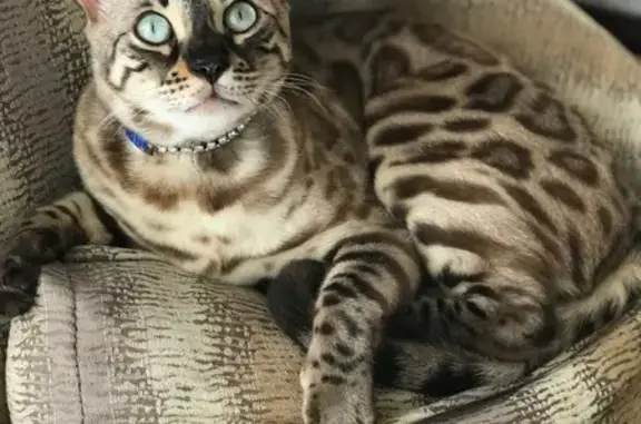 Пропала кошка Барни, Звездный пр., 60