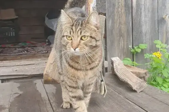 Найдена кошка, , фото: Кот найден на Барнаульском тракте, 11 км