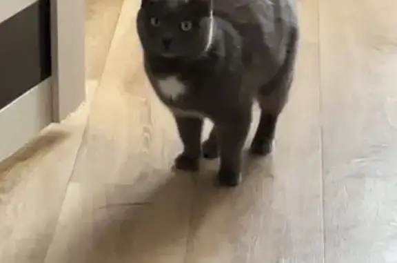 Кошки потеряшки, Новосибирск, фото: Потеряшка кошка, ул. Тургенева, 301, Нск