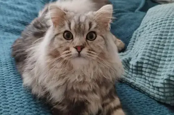 Пропала кошка, Краснознаменский, д. 5