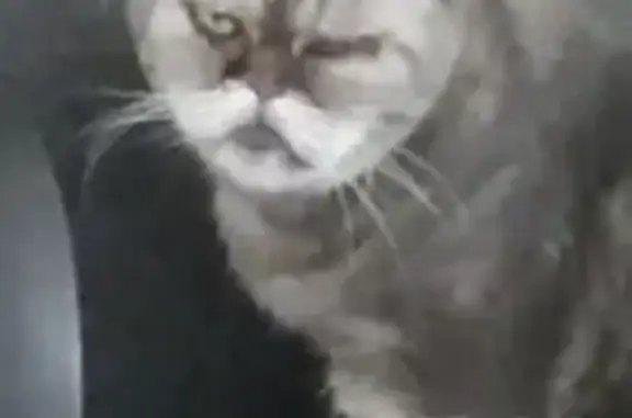 Пропала кошка, ул. Восход, 22, Казань