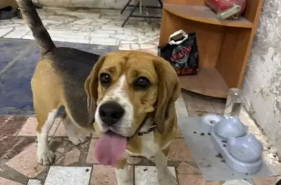 Собака найдена: Р-297, 70-78, Хабаровск