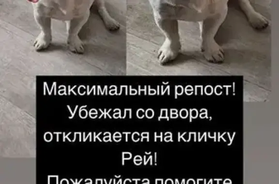 Пропала собака, ул. Цветущая 14