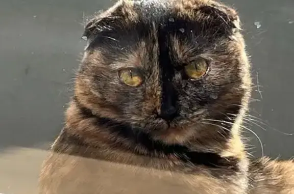 Кошки потеряшки, Новосибирская область, фото: Потеряшка кошка, Кубовая, Новосибирская обл.