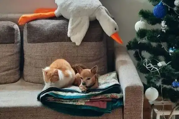 Пропала собака, М. Оратовського 2, Мелітополь